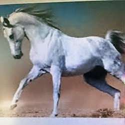 White Horse Auto Sales 1 White Horse Auto Sales 1